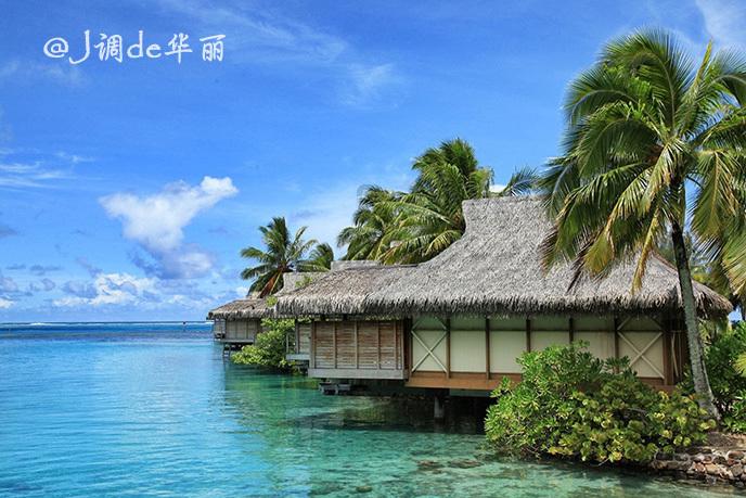 节节草:天然的足浴良方?老人常泡,或能告别多年顽疾